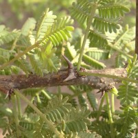 Vachellia planifrons (Wight & Arn.) Ragup., Seigler, Ebinger & Maslin